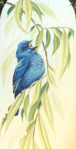 Indigo Buntings and Willow