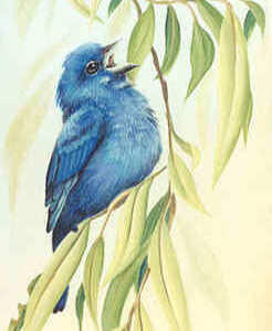 Indigo Buntings and Willow