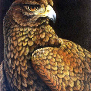 Golden Eagle
