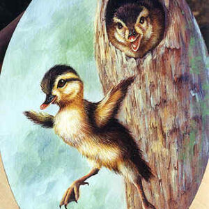 First Flight - Wood Duck