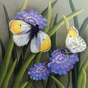 Orange Tip Butterfly & Scabiosa Flowers