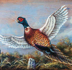 Ring-Necked Pheasant