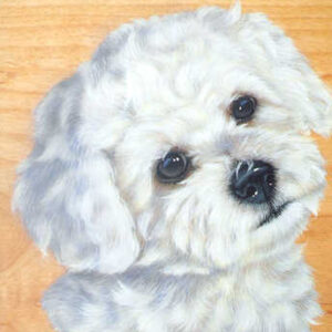 "Bobby" - Bichon Frise